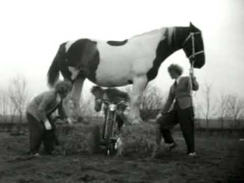 The magical horses of Middelstum (Week number 54-49) 🔴