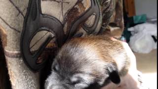 Video preview image #3 Belgian Malinois Puppy For Sale in WEST PLAINS, MO, USA