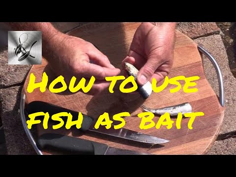 How to use Sardine, Pilchards as bait | The Hook and The Cook