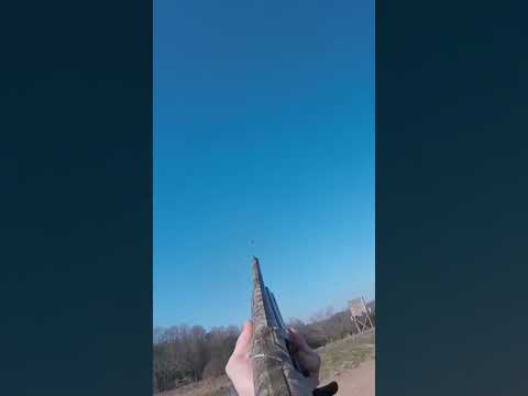 Pheasant Harvest with the Hatsan Escort PS12. One Shot - One Clean Kill