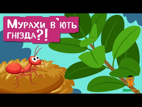 🍀 Дива природи. Явища навколо нас. Мурахи-ткачі 🌏