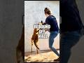 Rebound Off Wall Malinois Trainer Dog