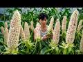 Harvesting Giant Corn The Most Beautiful Corn Of The Season