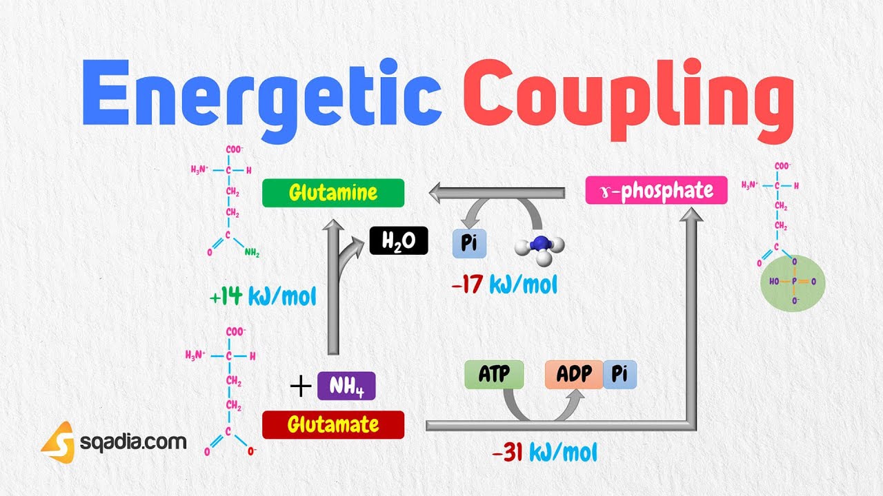 Energetic Coupling | Adenosine Triphosphate (ATP) | Metabolism Biochemistry | V-Learning™