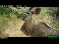 Most Recent Trail Camera Action Around Mateya Safari Lodge