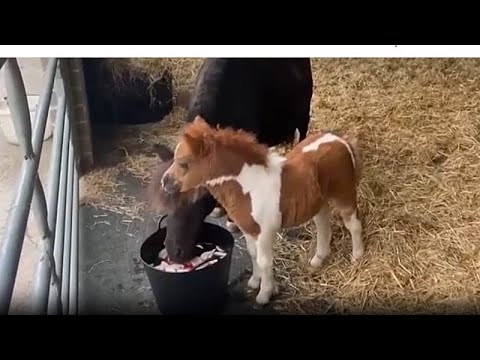 The size of a spaniel: tiny pony becomes the mane attraction at a rescue centre - YouTube