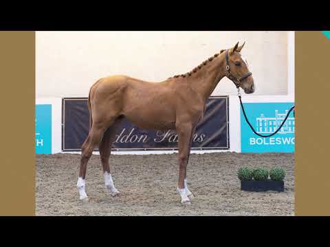 Bolesworth A-List Auction 2023 - Lot 7 : Mr Kipling HF