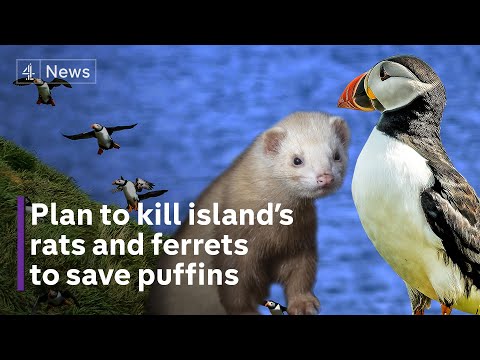 Island to eradicate rats and ferrets to save endangered seabirds