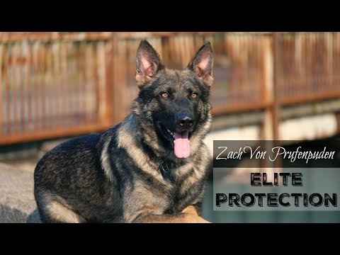 download lagu mp3 mp4 Trained Family Protection Dogs For Sale, download lagu Trained Family Protection Dogs For Sale gratis, unduh video klip Trained Family Protection Dogs For Sale