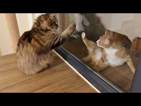 YouTube 썸네일