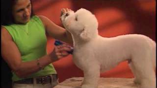 How to Groom a Long-Haired, Non-Sporting Dog