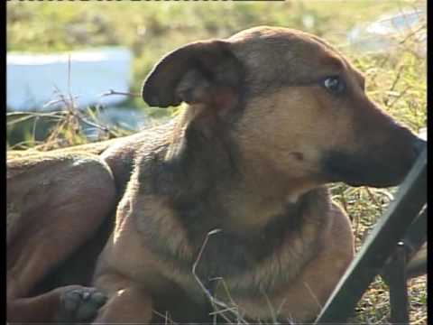 Milioni za ujede pasa