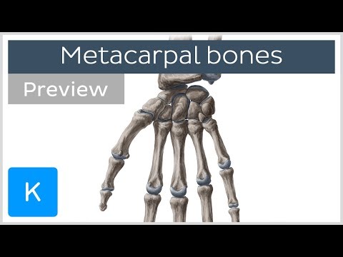 Metacarpal Bones of the Hand (preview) - Human Anatomy | Kenhub