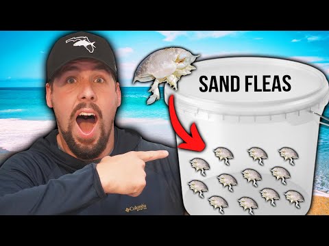How to Catch Sand Fleas for Surf Fishing
