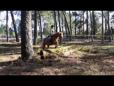 17/10/20 Galops 2/3 un peu de saut sur obstacle naturel