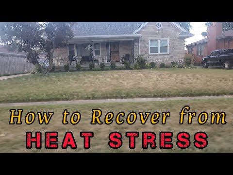 How to Recover Your Lawn from Heat Stress