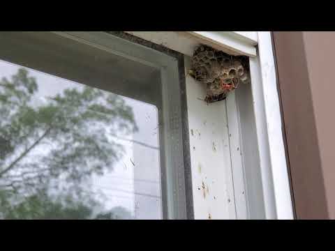 Small But Dangerous Paper Wasps Nest in Toms River, NJ