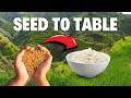 Amazing Rice Growing Process In The Philippines From Seed To Table