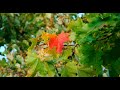 Галина и Борис Вайханские - Сентябрьский романс / The september romance ...