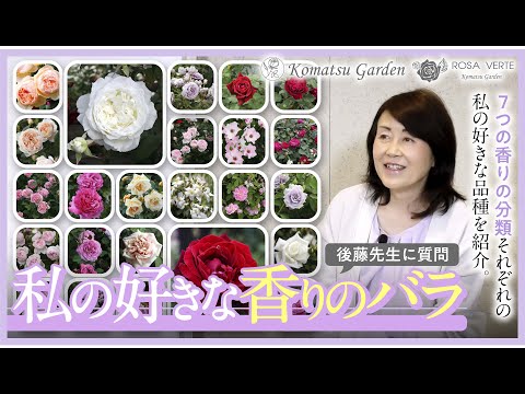 最も香りのよいバラの品種トップ 5: 歴史、栽培、維持管理  庭園
