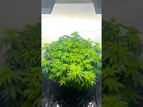 Indoor Plant Growth – Vegetative Stage Update 🌿