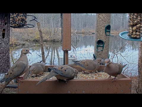 A "Dovely" Takeover At The Cornell Lab FeederWatch Cam – Nov. 20, 2024