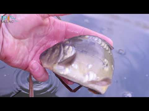 The true damage of cormorants on fisheries