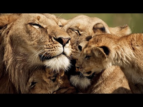 , title : 'The Strongest LION PRIDE in Luangwa Valley - National Geographic Documentary 2020 (Full HD 1080p)'
