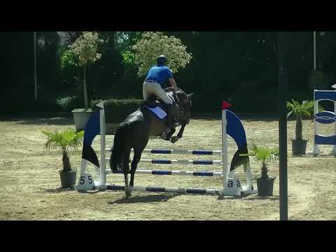 Jacadello (Cascadello x Lordanos) #hxstallions