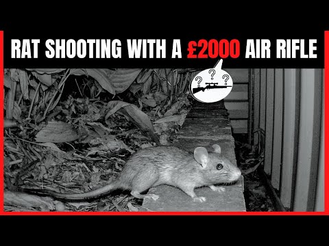 Rat Shooting With £2000 Air Rifle - Air Rifle Hunting
