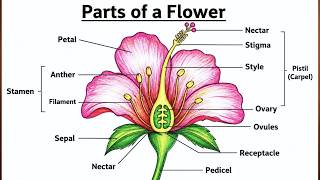 Parts of Flower Easy | How to Labelling a Flower | How to Draw Longitudinal Section of Flower