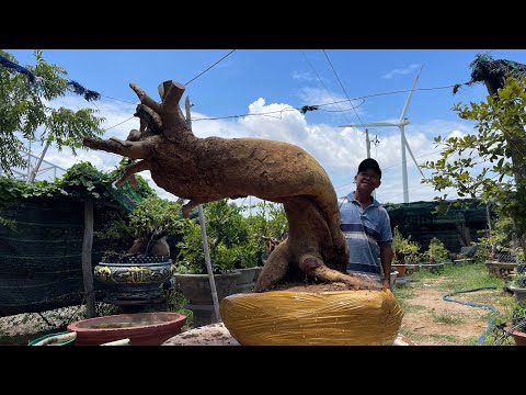 mai vàng Bình Thuận xin giao lưu anh em đam mê.mời anh em vào lại sưu tầm ủng hộ em nha,,..