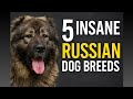 5 Insane Russian Dog Breeds You Ve Never Heard Of Ultimate Guardians Hunters