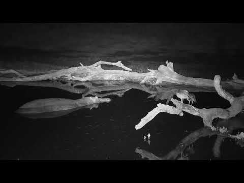 Djuma: Egyptian Geese trying to convince Hippo to leave 'their' water - 03:45 - 07/15/19