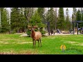 Video Thumbnail for Morning Elk Watching @ Lost Creek Resort, Waskesiu Lake