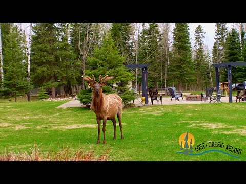 Video Thumbnail for Morning Elk Watching @ Lost Creek Resort, Waskesiu Lake