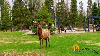 Morning Elk Watching @ Lost Creek Resort, Waskesiu Lake