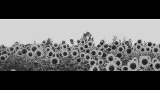 Jesu / Sun Kil Moon - A Song of Shadows