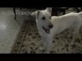 Meet Chance D 8mth White German Shepherd Re Pitched Uploaded
