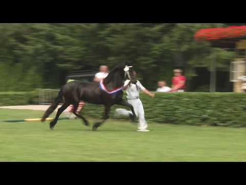 Kampioen fokdag Midden Nederland 2017 Vitesse U.