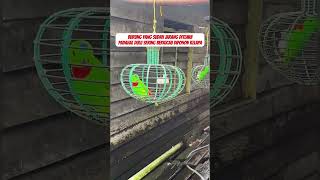 Download lagu Masteran burung serindit #burung #kicauburunglovebird #kicaumania #burunglovebirds #kicaumanianusant mp3