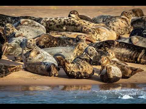 Newburgh seal’s beach