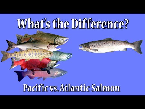 What's the Difference?  Atlantic vs. Pacific Salmon