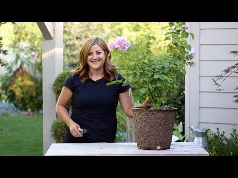 image-When should I stop deadheading my Roses?