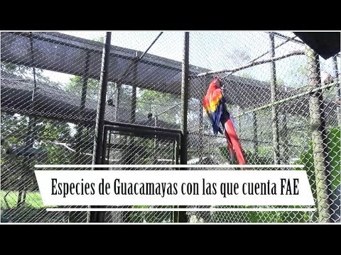 Especies de Guacamayas con las que cuenta FAE