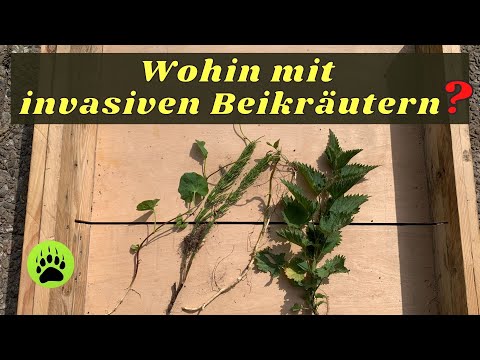 Wohin mit invasiven Beikräutern? 🎬 68
