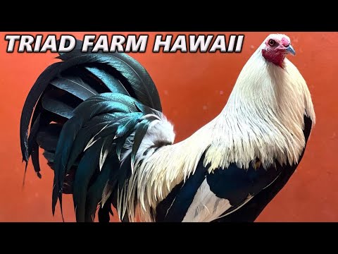 Pure McRae Grey Penny - Triad Farm in Hawaii Beautiful Birds | Farm Visit