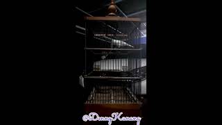 Download lagu MASTERAN AMPUH KENARI POCONG | TERAPI AIR,MUDAH DITIRU & ANTI STRES (NO IKLAN) MURAI,MB TROTOL,KACER mp3