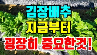 배추 속이 차기 시작할때 굉장히 중요하고 신경써야 할것