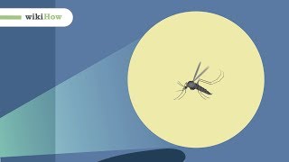 How to Kill Mosquitoes